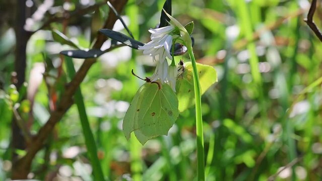 Cleopatra - Gonepteryx cleopatra - right before mating, Italy, Europe