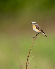 Fototapeta premium The Whinchat (Saxicola rubetra) on the Meadow