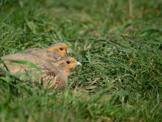 The grey partridge (Perdix perdix) in grass