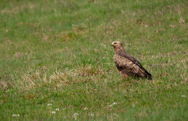 Lesser spotted eagle perching on a meadow, clanga pomarina