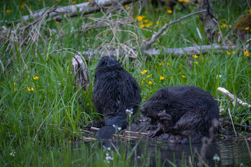 The Beaver by the Edge of the Alder Forest