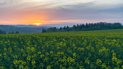 Blooming Rapeseed at Dawn, sunset in the field