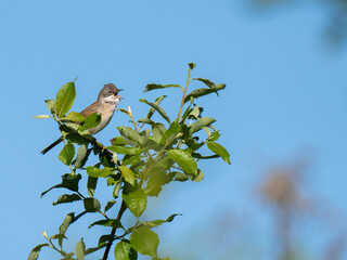 The Common Whitethroat or Greater Whitethroat (Curruca communis), Singing Male