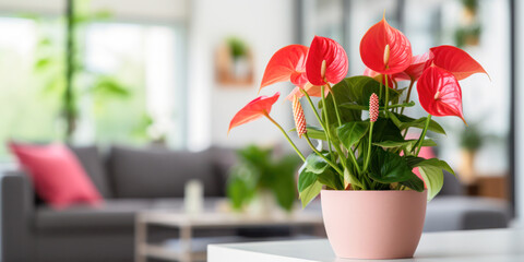 Indoor Elegance: Anthurium in Modern Home. A vibrant red anthurium plant enhances a contemporary living room, adding a touch of natural beauty and color to the modern interior.