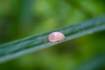 Caterpillar cocoons on wild grass leaves. Close up photo of empty white cocoon left by a...