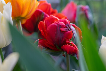 April 15th 2024: macro closeup photo shoot of tulip in full bloom during spring season