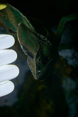 Kameleon  © dami