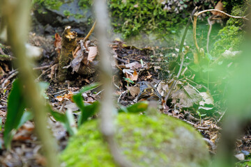 餌を探す可愛いクロジ（ホオジロ科）。

日本国神奈川県相模原市、早戸川林道にて。
2024年4月撮影。

Lovely Gray Buntings (family White-tailed godwits) looking for food.

At Hayatogawa forest road, Sagamihara, Kanagawa, Japan,
photo by April, 2024.