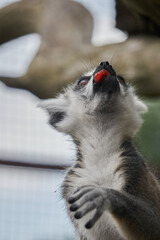 lemur