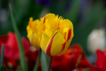 April 15th 2024: macro closeup photo shoot of tulip in full bloom during spring season