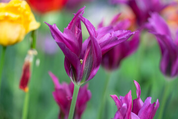 April 15th 2024: macro closeup photo shoot of tulip in full bloom during spring season