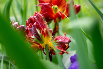 Naklejka premium April 15th 2024: macro closeup photo shoot of tulip in full bloom during spring season