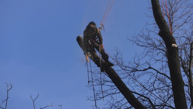 Arborist tree surgeon cutting and trimming tree branches with chainsaw, lumberjack woodcutter in uniform climbing and working on heights, process of tree trunk pruning and sawing on top in sunny day