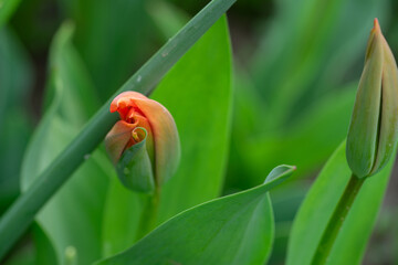 April 15th 2024: macro closeup photo shoot of tulip in full bloom during spring season