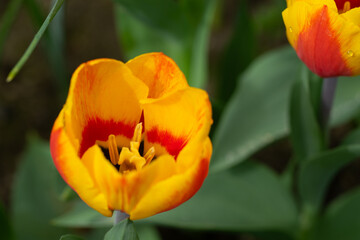 April 15th 2024: macro closeup photo shoot of tulip in full bloom during spring season