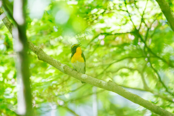 新緑の林で美しくさえずる可愛いキビタキ（ヒタキ科）。

日本国神奈川県相模原市、早戸川林道にて。
2024年4月撮影。

A lovely Narcissus Flycatcher, (Ficedula narcissina, family Cyanopterygidae) singing beautifully in in the fresh greenery woods.

At Hayato