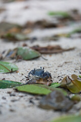 Crab walking near the shore, Mahe Seychelles