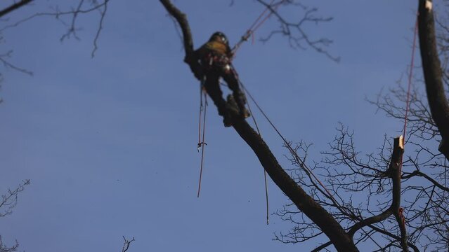Arborist tree surgeon cutting and trimming tree branches with chainsaw, lumberjack woodcutter in uniform climbing and working on heights, process of tree trunk pruning and sawing on top in sunny day