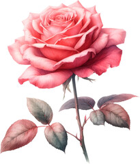 Amazing rose flower isolated on a transparent background. Cut out, close-up.