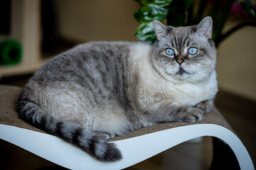 Domestic Scottish Straight cat resting on a scratching post looking ahead