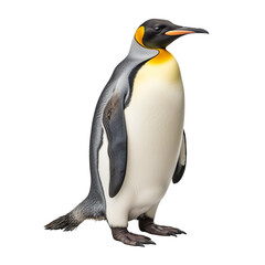 Emperor penguin isolated on transparent background