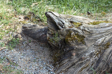 
dead tree stump in forest with green grass background