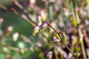 
close-up of young tree branches with pink buds