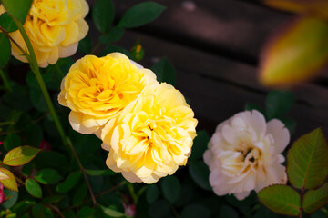 꽃이 있는 풍경