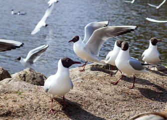 
flying white birds on blue water background