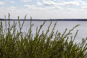 
green reeds on the background of the lake