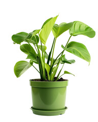 small potted indoor tropical plant isolated on white or transparent png