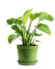 Fototapeta premium small potted indoor tropical plant isolated on white or transparent png
