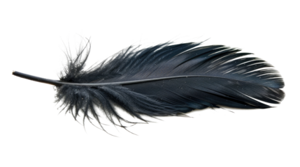 black feather isolated on white or transparent png