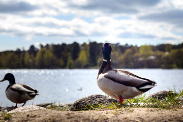 
mallards on the shore on the background of water and forest