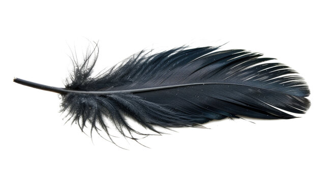 Fototapeta black feather isolated on white or transparent png
