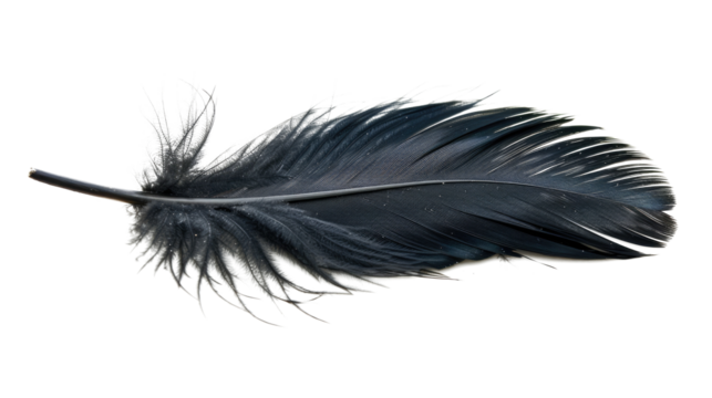 black feather isolated on white or transparent png