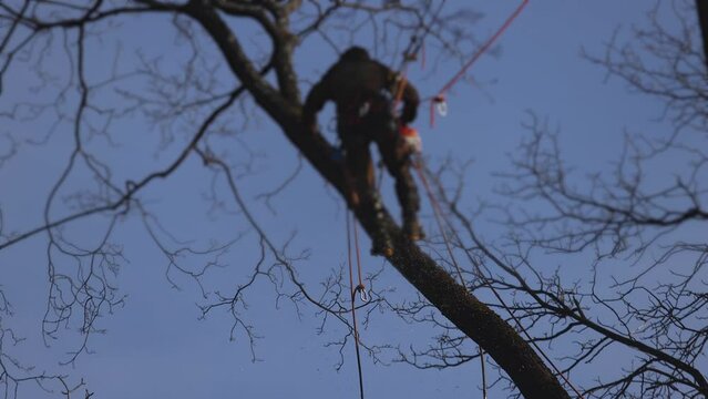 Arborist tree surgeon cutting and trimming tree branches with chainsaw, lumberjack woodcutter in uniform climbing and working on heights, process of tree trunk pruning and sawing on top in sunny day