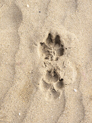 Vista dall'alto di due impronte di cane sulla sabbia