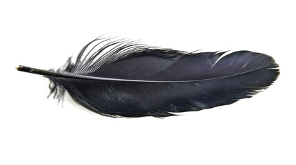 black feather isolated