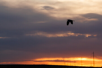 Silhouette of a flying stork, golden hour sunset in the background and beautifully colored sky, blue, orange and yellow