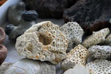 coral fossil collection