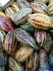 fresh cocoa fruits texture