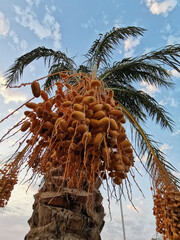 palm tree date fruit