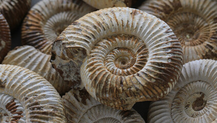 ammonite fossil texture