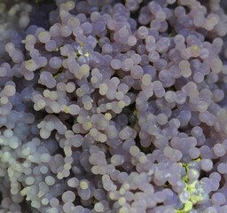 grape agate texture