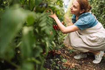 Naklejka na ściany i meble Closeup of a young attractive female farmer checking the ripe fruits of black tomatoes