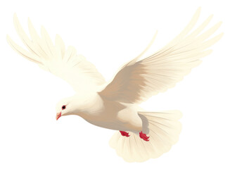 PNG White dove animal bird cockatoo.