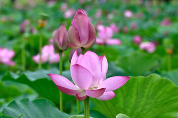 Obraz premium 雨に濡れたハスの花