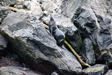 seal on sealrock on Milford Sound Fiordland New Zealand