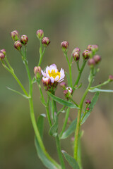 Macrophotographie de fleur sauvage - Aster maritime - Tripolium pannonicum